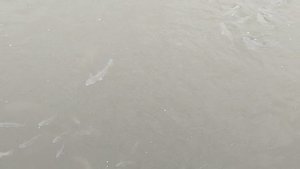 Пеленгас в Мариуполе возле Азовстальской Водной станции