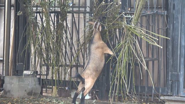 Камерунская коза Московский зоопарк Cameroon dwarf goat  Moscow Zoo 山羊 ヤギ 염소 Pets ziminvideo