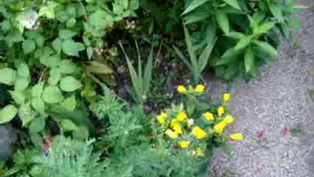 Hаш палисадник.mp4 смотреть онлайн