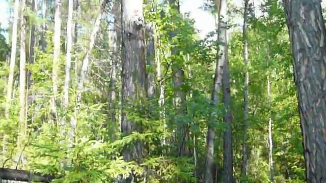 Ориентирование в лесу. Как держать направление в тайге? смотреть онлайн