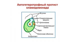 Протисты. Тема 6. Одноклеточные автотрофные и автогетеротрофные протисты