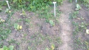 Табак после заморозков, месяц в открытом грунте.