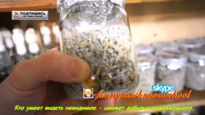 Вёшенка. Мицелий на жидких питательных средах. Сравнение.