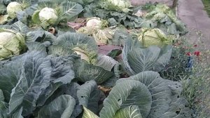 Какие сорта капусты не уродились.