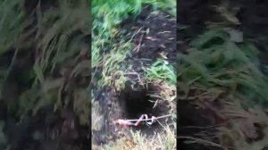 Xp deus x35 мои настройки