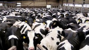 Продажа племенных нетелей в Казахстане