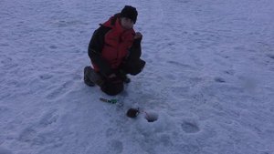 Берш на лепестки и мормышки.