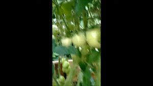томат Супербомба и гибрид Стеша F 1.the best varieties of tomatoes