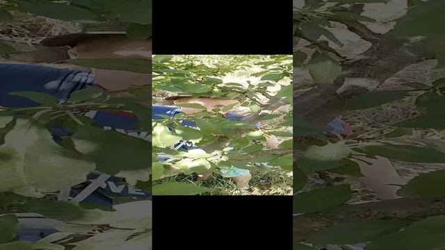 29.08.2024 сбор чернослива Стенлей.mp4