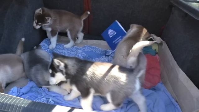 ЩЕНКИ ХАСКИ - ГОЛУБЫЕ ГЛАЗКИ. Puppies Siberian Husky - blue eyes. Одесса.