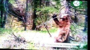 Звериный репортёр 18