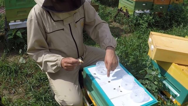 Работа шестирамочных ульев Нижегородец на пасеке. Миниплюсы Нижегородец. смотреть онлайн