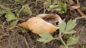 Голубая жемчужина Костромского края