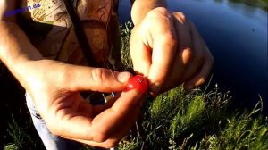 Как насадить вишню на крючок Ловим головля