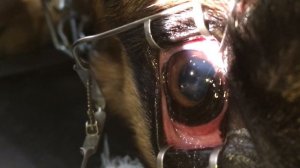 Заноза в глазу у Собаки! Извлекаем.