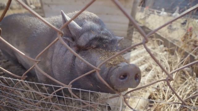 Уютные уголки Урала. Мараловая ферма в Висиме