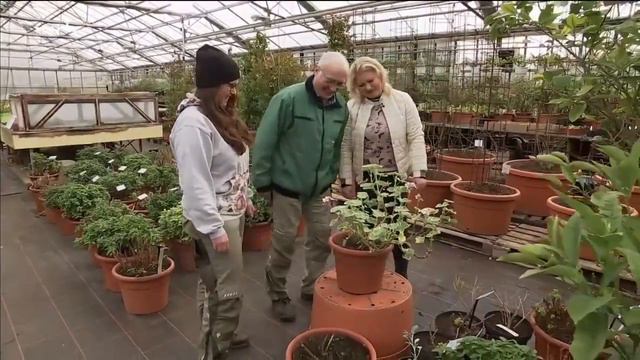 Rückschnitt von Fuchsien, Wandelröschen, Pelargonien und Zitrusgewächsen | MDR Garten смотреть онлайн