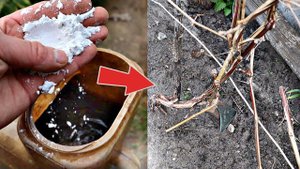 Сделайте это с виноградом в апреле после снега для огромного урожая! Уход подкормка обработка