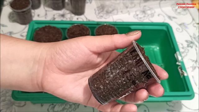 РАСПРОДАЖА КЛУБНЕЙ ? МАХРОВЫХ ГЛОКСИНИЙ ✅ часть - 4