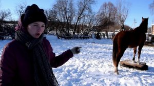 КУПИЛИ ДОМ В ДЕРЕВНЕ. ЛОШАДЬ КОТОРАЯ ЛЮБИТ ЗАНИМАТЬСЯ