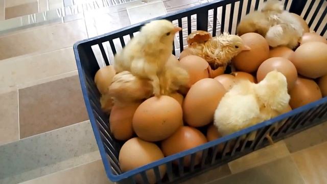 Цыплята вылупляются из яиц. Смотрите на детском канале видео для детей про цыплят и др. питомцев