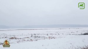 Загонная охота на копытных в Беларуси