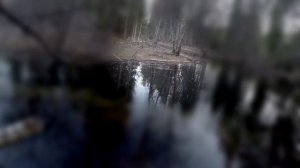 Охота на бобра с луком!