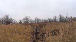 Охота на фазана. Прогулка с Тунгусом. Сезон 2020-2021. ТОЗ 34 и ИЖ 43