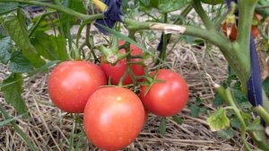 Большая мамочка! Полный обзор томата