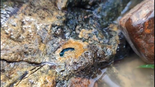 Golden Conch, Gem. Emerald, Diamond 宝石
