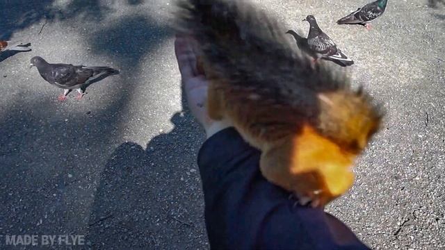 Белка и грецкие орехи смотреть онлайн