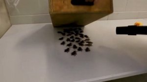 Пылесос vacmaster beast, мощный 1500 вт с hepa фильтром, домашний и промышленный пылесос,