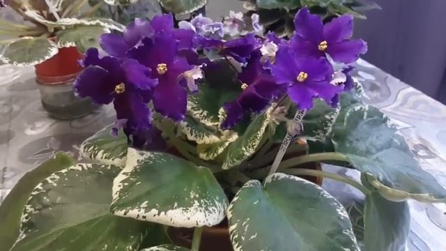 Обзор цветущих фиалок.Фиалка сорта Midnight Frolic смотреть онлайн