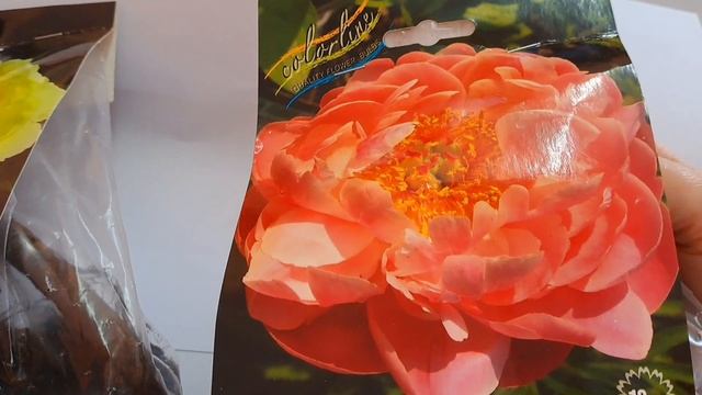 РАДОСТНЫЕ ПРИОБРЕТЕНИЯ. ПИОНЫ. КРАСИВЫЕ И ЯРКИЕ СОРТА. смотреть онлайн