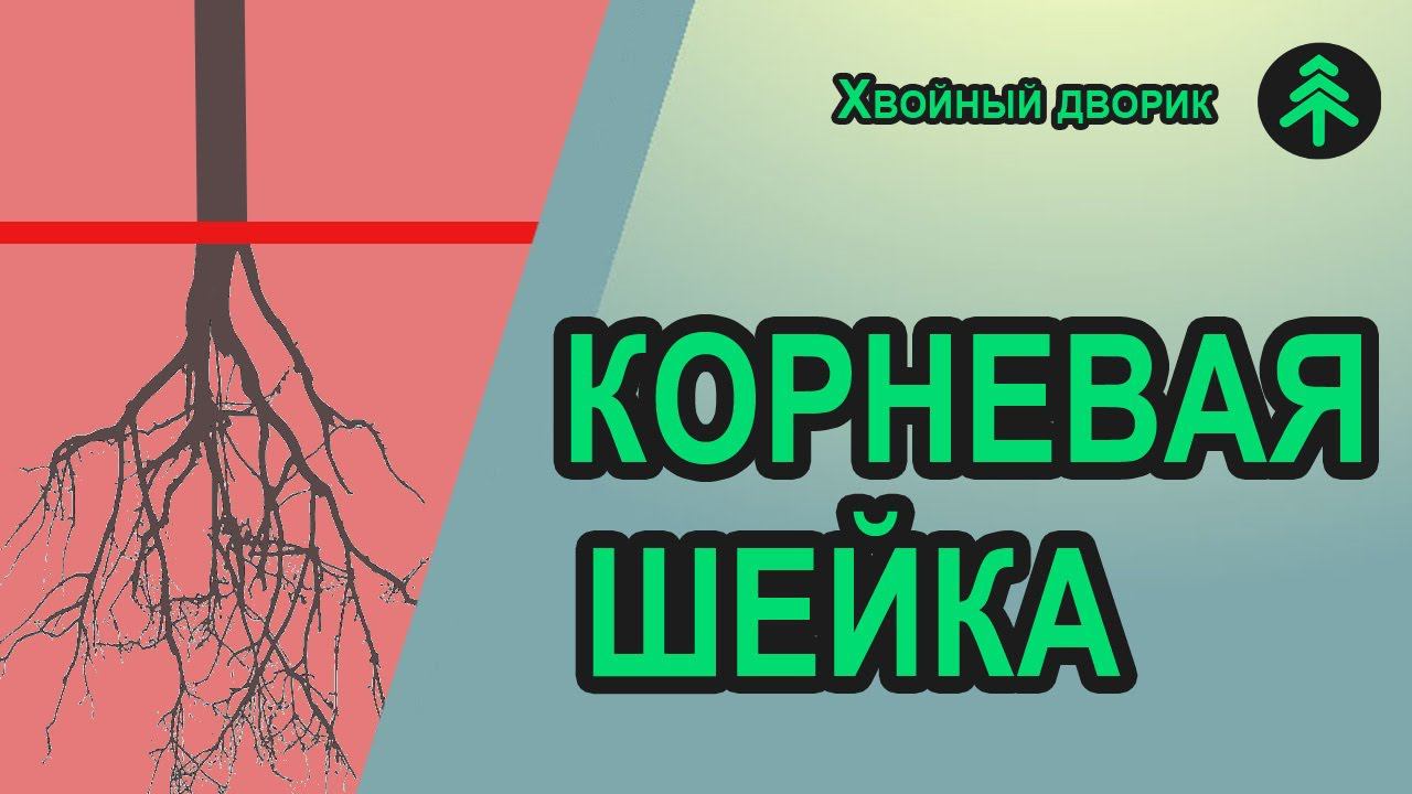 Как определить корневую шейку у сеянцев хвойных для того, чтобы при посадке не заглубить растение.