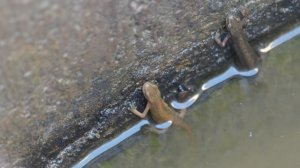 Lissotriton vulgaris, Smooth newt, Обыкновенный тритон (source 15-07-2018)