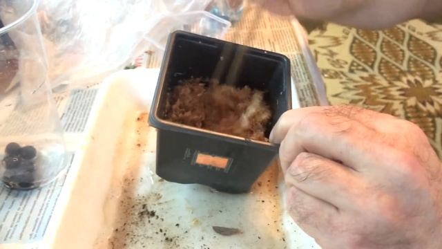 ? Чекалкин орех. Выращивание из семян Часть 1 смотреть онлайн