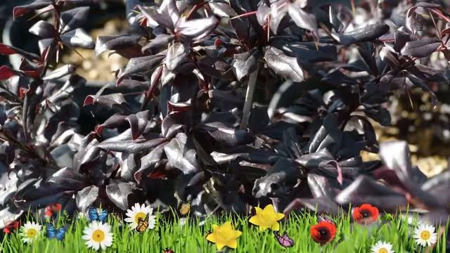 Барбарис турбера Тандерболт ? Обзор: посадка и уход. саженцы барбариса: описание и особенности смотреть онлайн