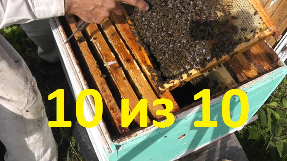 результат замены маток в конце августа смотреть онлайн