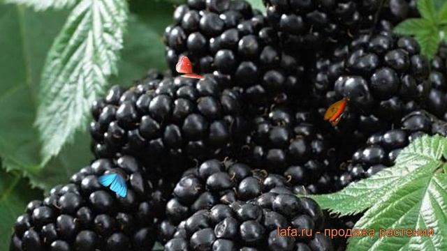 Ежевика обыкновенная Блэк Сатин (black satin) ? обзор: как сажать, саженцы ежевики Блэк Сатин