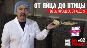 «Алель Агро»: От яйца до птицы. Весь процесс от А до Я. 1Day 1Project