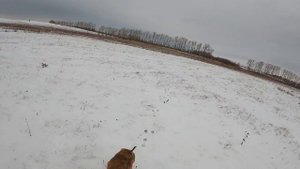 Охота на зайца по белой тропе с русской гончей.