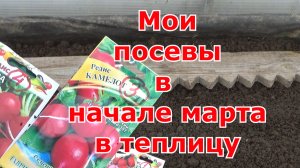 Посев редиса, зелени и посадка севка на перо в теплицу для раннего урожая и совместных посадок
