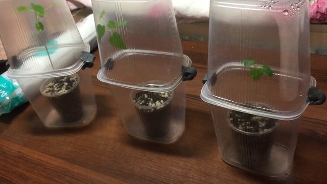 Как выращивать ПАПАЙЮ!!! (ПАПАЙЯ МИНИ) ВСЕ О ВЫРАЩИВАНИИ И СЕКРЕТАХ В УХОДЕ ЗА ПАПАЙЕЙ!!! смотреть онлайн