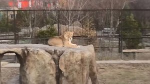 СЛОНА ПЕРЕВЕРНУЛО УРАГАНОМ, поломало деревья, но львы уцелели! Тайган