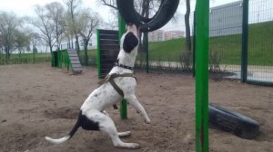 Питбуль в деле | дрессировка хватки Питбуля | Щенок 10 месяцев