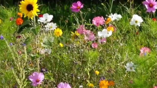 Приключения лисенка Еши. Л.С.Лазебная смотреть онлайн