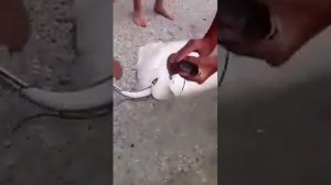 Как рожают скаты
