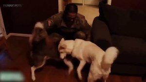 Собаки встречают хозяев - попробуй не заплакать