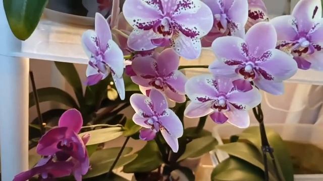 Мои орхидеи/Зацветает Монтрё/Цветут Фронтера, Дикий Кот и пр./My orchids are blooming смотреть онлайн